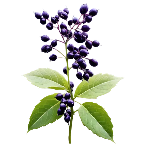 Deadly nightshade, purple flowers, shiny black berries, venomous leaves, green stem, intricate veins, morning dew, soft sunlight filtering through leaves, 3/4 composition, shallow depth of field, warm