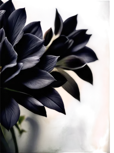 black hellebore,leaves frame,black rose,dark green plant,calathea,abstract flowers,retro flower silhouette,african daisy,frame flora,ornamental plant,pointed flower,variegated,black landscape,black-eyed susanne,decorative flower,lotus leaf,underexplored,foliage coloring,photosynthetic,variegation,Illustration,Realistic Fantasy,Realistic Fantasy 23