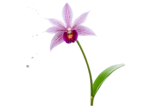 pleione,grape-grass lily,laelia,stylidium,magic star flower,flowers png,orchid flower,garden star of bethlehem,spider flower,caladenia,star flower,flower background,grass lily,orchid,flower wallpaper,elven flower,purple flower,zephyranthes,mixed orchid,miltonia,Illustration,Realistic Fantasy,Realistic Fantasy 10