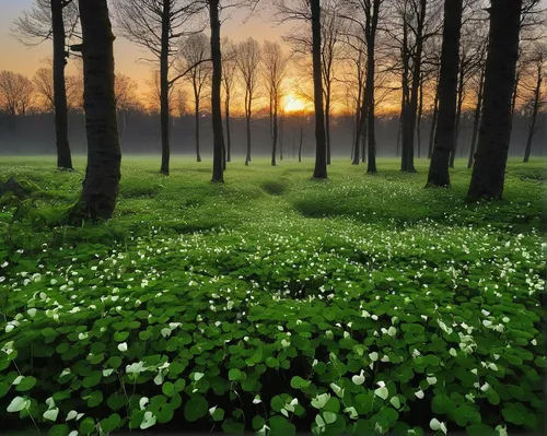 wood-sorrel,forest glade,meadows of dew,green forest,germany forest,forest floor,lily of the field,wood sorrel,lilly of the valley,lilies of the valley,mushroom landscape,creeping wood sorrel,green meadow,foggy forest,fairytale forest,fairy forest,meadow and forest,forest of dreams,beech forest,spring morning,Photography,Documentary Photography,Documentary Photography 18