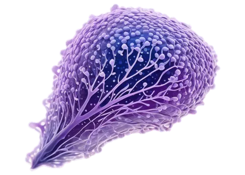 cnidaria,cnidarian,coral fungus,polyp,red cabbage,sea anemone,flaccid anemone,nudibranch,cockscomb,caryophyllaceae,sea slug,mushroom coral,purple anemone,escherichia coli,nerve cell,feather carnation,feather coral,convolvulaceae,purpurea,broccoflower,Illustration,Black and White,Black and White 24