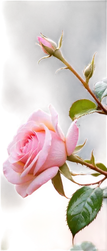 landscape rose,tea rose,pink rose,rose plant,rose bud,rose flower,shrub rose,garden rose,old rose,historic rose,rose bush,rosebush,peach rose,climbing rose,scented rose,evergreen rose,rose bloom,romantic rose,bicolor rose,flower rose,Conceptual Art,Fantasy,Fantasy 23