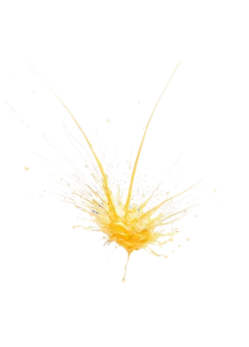 yellow nutsedge,missing particle,hawkbit,whisk,false saffron,dandelion flying,last particle,stamen,dried-lemon,bristles,yellow anemone,yellow orange,spirography,safflower,finch in liquid amber,acridine yellow,feather bristle grass,dried petals,fibers,wattleseed,Illustration,Japanese style,Japanese Style 14