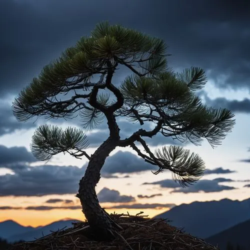 old tree silhouette,tree silhouette,isolated tree,lone tree,bare tree,fir tree silhouette