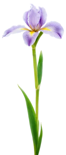 Delicate iris flower, purple petals, yellow center, slender stem, green leaves, water droplets, soft natural light, close-up shot, shallow depth of field, warm color tone, 3/4 composition, realistic t