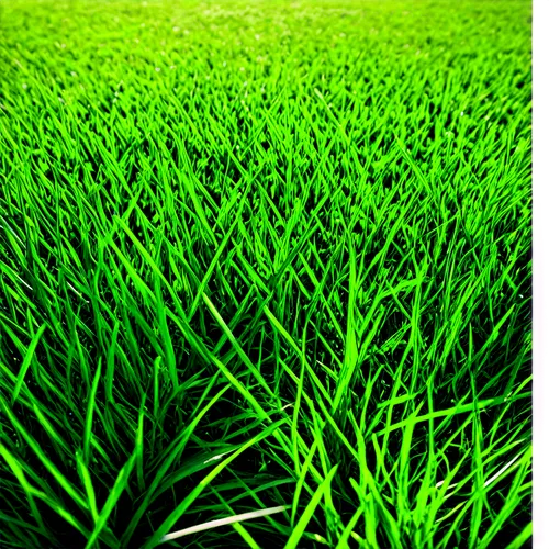 ryegrass,cordgrass,ricefield,block of grass,wheat germ grass,paddy field,gras,green grain,rice field,grass grasses,wheatgrass,rice cultivation,grass,wheat grass,ricefields,rice plantation,bentgrass,green wheat,green grass,artificial grass,Illustration,Vector,Vector 15