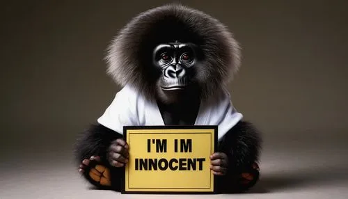 primate,innocent,innocence,insecurity,baboon,impunity,insecurities,indri,the blood breast baboons,indigent,primates,muhammad ali,cercopithecus neglectus,great apes,mohammed ali,mandrill,barbary monkey,indigenous,investigate,chimpanzee,Conceptual Art,Sci-Fi,Sci-Fi 21