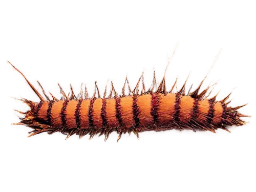 Close-up, centipede on green grass, tiny legs, shiny exoskeleton, antennae, compound eyes, natural light, soft focus, 1/2 composition, warm color tone, shallow depth of field, macro photography style.