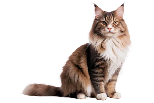 british longhair cat,norwegian forest cat,maincoon,siberian cat,domestic long-haired cat,american bobtail,british semi-longhair,british longhair,kurilian bobtail,american curl,turkish angora,asian semi-longhair,oriental longhair,breed cat,pet vitamins & supplements,cat vector,american wirehair,cat image,cat european,red tabby,Conceptual Art,Sci-Fi,Sci-Fi 05