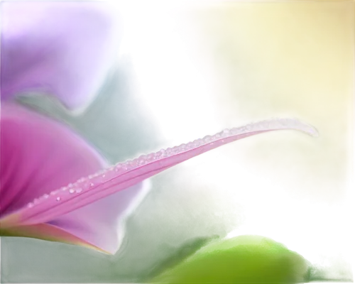 pink morning glory flower,zantedeschia,calla lily,stamen,pink lisianthus,lisianthus,pistil,stamens,pink tulip,dewdrop,lathyrus,flower background,dew drop,gladioli,flower of water-lily,orchid flower,pink petals,flower bud,daylily,ipomoea,Art,Classical Oil Painting,Classical Oil Painting 44