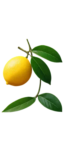 lemon background,lemon wallpaper,yellow fruit,lemon tree,pear cognition,kumquat,banane,yellow peppers,mango,mangos,mangoes,lemon - fruit,yellow ball plant,golden apple,starfruit,pear,green tangerine,lemon flower,slice of lemon,etrog,Photography,Black and white photography,Black and White Photography 02