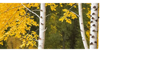 birch tree background,aspens,autumn background,autumn frame,round autumn frame,yellow leaves,golden trumpet trees,birch tree,birch tree illustration,golden autumn,leaves frame,golden border,autumn trees,fall foliage,autumn gold,thanksgiving background,foliage coloring,autumn theme,youtube background,deciduous trees,Conceptual Art,Oil color,Oil Color 12