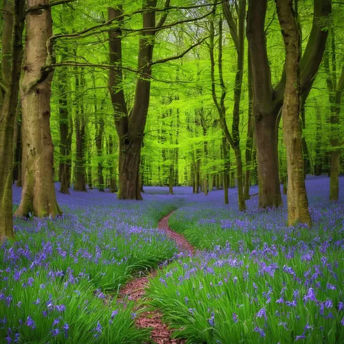 Ken Brannen | Bluebell wood in Micheldever,bluebells,beautiful bluebells,bluebell,forest path,fairytale forest,fairy forest,wooden path,tree lined path,forest of dean,forest walk,germany forest,pathwa