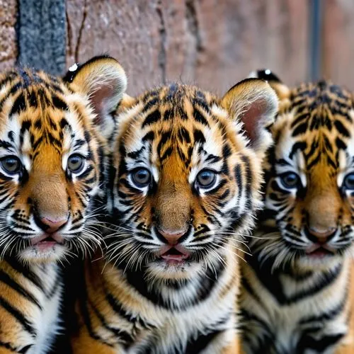 stigers,bengals,harimau,tigers,malayan tiger cub,tigresses,bengal,tiger cub,tigerish,tigert,exotic animals,ocelots,asian tiger,young tiger,bengalensis,bandhavgarh,cute animals,tigar,tigress,ranthambhore