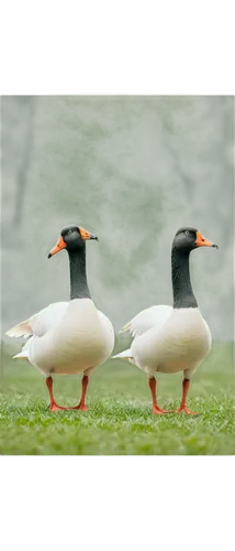 a pair of geese,shelducks,geese,canards,gooses,wild ducks,ducks,canada geese,wildfowl,greylag geese,branta,shelduck,gray geese,american merganser,coots,waterfowls,duck females,mallards,mergansers,oystercatchers,Photography,Documentary Photography,Documentary Photography 30