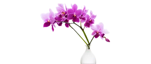 flowers png,artificial flower,flower background,light purple,flower wallpaper,lighted candle,flower vase,floristic,wavelength,spray candle,orchid flower,tulip background,orchidaceae,freesias,led lamp,flower design,bulb,purple tulip,plasma lamp,orchid,Photography,Artistic Photography,Artistic Photography 11