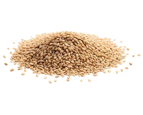 triticum durum,seed wheat,rice seeds,cereal grain,hayseeds,caraway seeds,grains,durum wheat,fenugreek,psyllium,vermiculite,eragrostis,phytoestrogens,oat,agropyron,wheat grain,sorghum,earthgrains,foodgrains,flaxseed,Photography,Fashion Photography,Fashion Photography 14