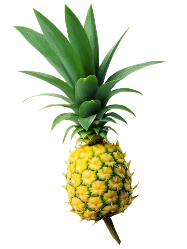 pineapple background,pineapple wallpaper,ananas,pinapple,small pineapple,a pineapple,mini pineapple,pineapple plant,fir pineapple,pinya,bromelain,pineapple basket,pineapple top,pineapple comosu,pineapple pattern,house pineapple,pineapple flower,pineapples,young pineapple,pineapple drink,Art,Artistic Painting,Artistic Painting 30