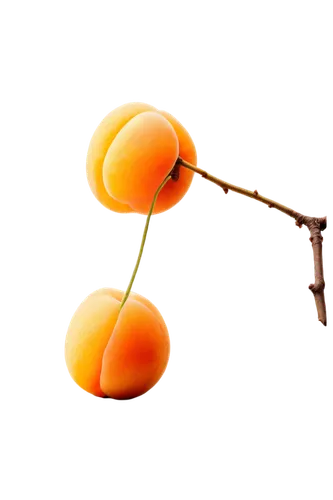 apricot,apricots,tangerine tree,hesperange,kumquat,orange flower,oranges,nanomolar,tangerines,orange,cytokinesis,orang,persimmon tree,malvaceae,meiosis,kinesin,isolated product image,garrisoned,spermatogenesis,orangy,Conceptual Art,Graffiti Art,Graffiti Art 05