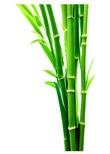 Bamboo stick, green leaves, slender stem, joint nodes, natural texture, morning dew, soft sunlight filtering through leaves, close-up shot, shallow depth of field, warm color tone, cinematic lighting,