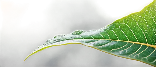 leaf structure,leaf macro,rainy leaf,grape leaf,beech leaf,dry leaf,water lily leaf,lotus leaf,green leaf,dew drops,leaf veins,dewdrop,tree leaf,magnolia leaf,tropical leaf,dew drop,leaf,fig leaf,early morning dew,leaf green,Illustration,Realistic Fantasy,Realistic Fantasy 43