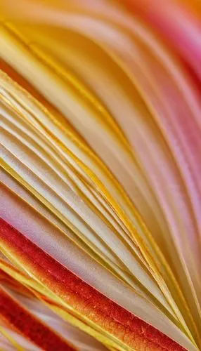 stamen,chrysanthemum background,close up stamens,stamens,tulip background,ornamental grass,fibers,crepe paper,tulip branches,abstract background,apophysis,ribbons,colorful foil background,colored stra