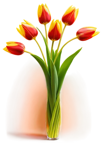 flowers png,tulip background,yellow orange tulip,tulip flowers,orange tulips,turkestan tulip,tulip bouquet,two tulips,tulipa,tulips,flower background,yellow tulips,red tulips,tulip blossom,tulip,tulipa tarda,tulpenbüten,parrot tulip,siam tulip,tulip white,Conceptual Art,Sci-Fi,Sci-Fi 24