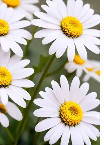 wood daisy background,marguerite daisy,white daisies,margueritte,oxeye daisy,daisy flowers,ox-eye daisy,australian daisies,barberton daisies,leucanthemum,pyrethrum,daisies,shasta daisy,daisylike,daisy flower,sun daisies,marguerite,white cosmos,leucanthemum maximum,autumn daisy,Illustration,Paper based,Paper Based 26