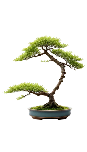 bonsai tree,flourishing tree,bonsai,celtic tree,maple bonsai,pine tree,small tree,the japanese tree,pine tree branch,green tree,elm bonsai,juniperus,circle around tree,branch swirl,pine branch,sapling,dwarf tree,magic tree,lonetree,smaller tree,Photography,Documentary Photography,Documentary Photography 09