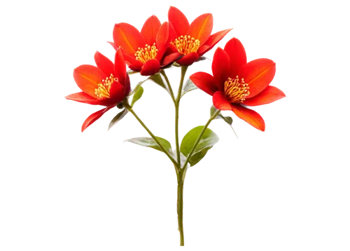 deep coral zinnia,orange red flowers,red orange flowers,flowers png,orange dahlia,flame lily,firecracker flower,ornithogalum umbellatum,minimalist flowers,western red lily,ornithogalum,orange flowers,star dahlia,flame flower,orange flower,fire lily,orange lily,fire flower,vancouver dahlia,red dahlia,Photography,Documentary Photography,Documentary Photography 35