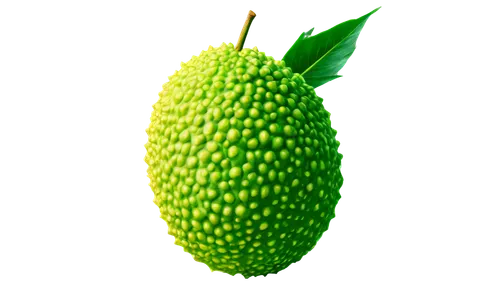 pinya,seedpod,asparagaceae,cupressaceae,nepenthaceae,chayote,ananas,pineapple background,spikelet,avacado,muskmelon,peduncle,pitahaya,soursop,alvorada,durian seed,pineapple wallpaper,rhamnaceae,korenica,acorn,Illustration,Retro,Retro 24