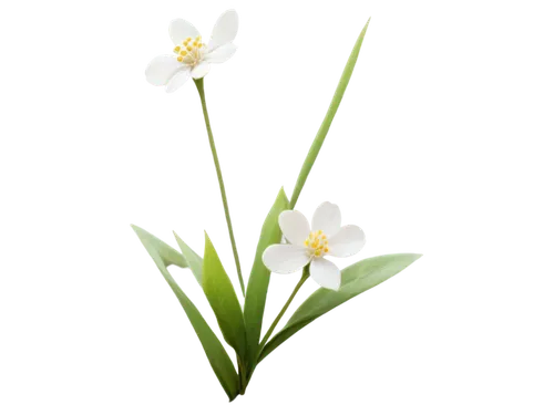 flowers png,minimalist flowers,white lily,jonquils,star-of-bethlehem,avalanche lily,autumnalis,sego lily,grass lily,flower illustration,garden star of bethlehem,ornithogalum,lilies of the valley,tuberose,grape-grass lily,white floral background,ornithogalum umbellatum,jonquil,snowdrop anemones,tulipa,Conceptual Art,Fantasy,Fantasy 28