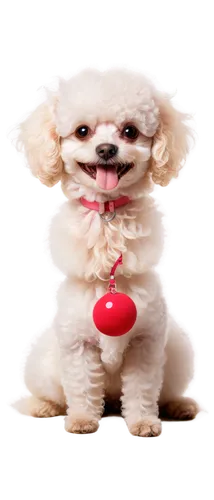 toy dog,dog toy,shih tzu,barkdoll,dog angel,huichon,maltese,cheerful dog,3d teddy,dog illustration,dog chew toy,bonbon,dog toys,shih poo,bichon,pekinese,white dog,cute puppy,dog,dogana,Illustration,Paper based,Paper Based 21