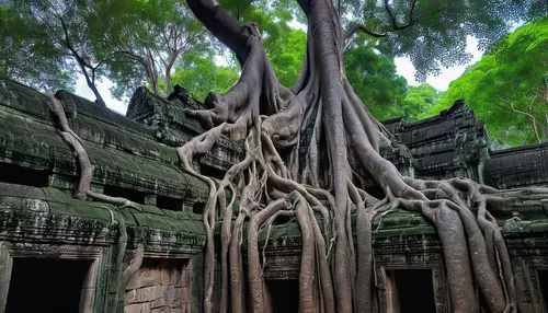 A silk cottonwood tree growing on the temple at Ta Prohm.,hanging temple,bodhi tree,silk tree,angkor wat temples,siem reap,tree and roots,angkor,cambodia,the roots of trees,fig tree,roots,the roots of