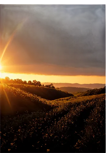 barossa,orangefield,sunburst background,rapeseed field,field of rapeseeds,rapeseed,tea field,fruit fields,onion fields,coonawarra,sunflower field,solar field,sauternes,wiltshire,cornfield,fleurieu,goldenlight,corn field,landscape background,golden light,Illustration,Realistic Fantasy,Realistic Fantasy 34