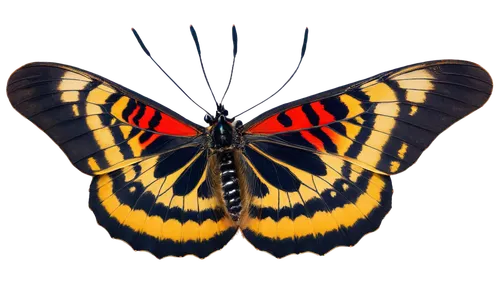 butterfly vector,machaon,ornithoptera,butterfly background,eastern tiger swallowtail,heliconius,swallowtail butterfly,heliconius hecale,butterfly clip art,hybrid black swallowtail butterfly,butterfly isolated,graphium,eastern black swallowtail,euphydryas,papilio,swallowtail,polygonia,french butterfly,orange butterfly,charaxes,Photography,Black and white photography,Black and White Photography 05