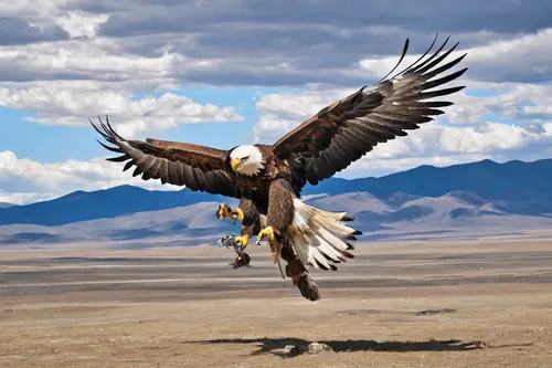 Haizem and his eagle in action. Captured near his home town of Sagsai in Bayan-Ulgii Province of Mongolia.,mongolian eagle,steppe eagle,mountain hawk eagle,golden eagle,of prey eagle,flying hawk,harri