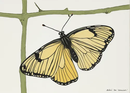 papilio machaon,chloris chloris,palamedes swallowtail,green-veined white,hesperia (butterfly),euphydryas,papilio rumanzovia,colias croceus,eastern pale clouded yellow,cabbage white,yellow butterfly,eastern tiger swallowtail,black-veined white butterfly,butterfly vector,cabbage white butterfly,papilio,limenitis,illustration,silphium perfoliatum,brush-footed butterfly,Illustration,Vector,Vector 10