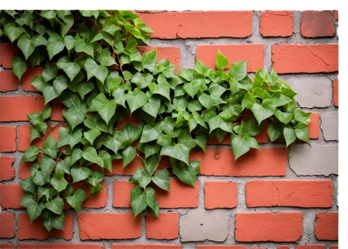 Old brick wall, worn out, rough texture, earthy red color, mortar cracks, ivy vines crawling, solo, close-up, 3/4 composition, soft natural lighting, warm color tone, shallow depth of field.,wall,bric