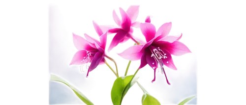 Fuchsia flowers, macro shot, soft focus, delicate petals, gradient pink-purple hue, gentle curls, subtle shine, dew drops, morning light, shallow depth of field, pastel tone, 3/4 composition, warm amb