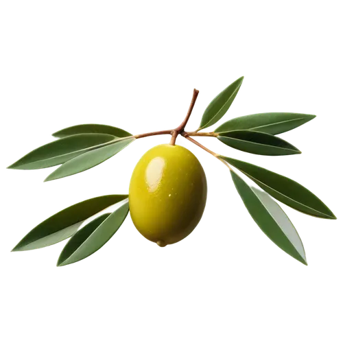 lemon background,yellow ball plant,pineios,olive tree,oleaceae,kumquat,golden apple,illicium,carambola,lemon tree,olive oil,calophyllum,limoncello,psidium,jojoba oil,sapodilla,olive branch,lemon wallpaper,calophyllaceae,water apple,Conceptual Art,Sci-Fi,Sci-Fi 08