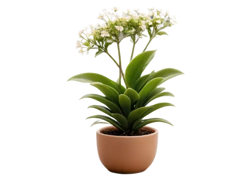 Small potted plant, green leaves, white ceramic pot, rounded shape, tiny flowers, delicate petals, soft focus, warm lighting, 3/4 composition, shallow depth of field, natural texture, earthy tone.,euc