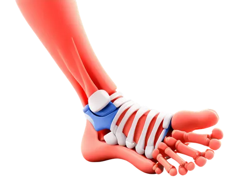 metacarpal,musculoskeletal,osteoarthritis,tendonitis,metatarsal,ligamentum,osteocalcin,artificial joint,osseointegration,scaphoid,hindlimb,orthopedics,osteoporotic,sesamoid,reflex foot sigmoid,ligamentous,ligament,navicular,osteopathic,osteopathy,Conceptual Art,Daily,Daily 07