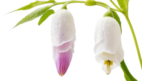 Delicate foxglove flower, white petals, purple spots, soft focus, extreme close-up, shallow depth of field, natural light, morning dew, gentle bokeh, 1/2 composition, pastel color tone, romantic atmos