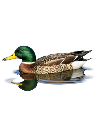 mallards,ornamental duck,canards,wood duck,wild ducks,shoveler,brahminy duck,duck on the water,waterfowl,alcedo,alcedo atthis,mandarin ducks,duck and turtle,waterfowls,greenhead,water fowl,duck bird,garganey,female duck,migratory bird,Photography,Documentary Photography,Documentary Photography 19