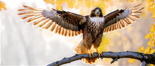 singing hawk,lanner falcon,falconiformes,wattlebird,archaeopteryx,microraptor,confuciusornis,noisy miner,bird in flight,beautiful bird,peregrine falcon,bird on branch,soared,falconry,nature bird,falconet,hawk - bird,of prey eagle,heralding,screaming bird,Conceptual Art,Fantasy,Fantasy 22