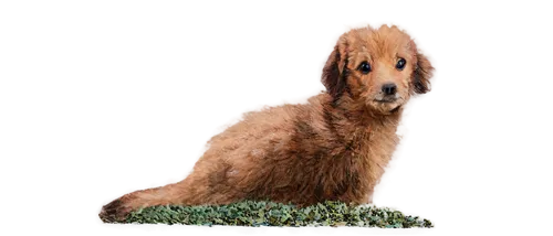 afghan hound,cocker spaniel,borzoi,spaniel,nova scotia duck tolling retriever,saluki,eukanuba,airedale,snuffleupagus,poa,dogberry,dachshund,golden retriever,dogana,golden retriver,labradoodle,claneboye,retriever,vizla,mossflower,Conceptual Art,Daily,Daily 25