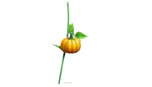 Pumpkin, autumn decoration, orange yellow, smooth surface, green stem, symmetrical shape, cartoon style, detailed lines, bright colors, glossy texture, centered composition, soft lighting, PNG format,