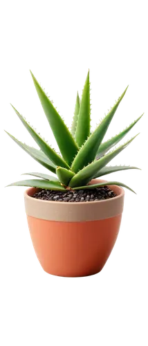 aloe vera plant, green thick fleshy leaves, white spots, succulent, ornamental pot, ceramic material, smooth texture, indirect sunlight, 3/4 composition, shallow depth of field, warm color tone, cinem