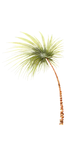 palm tree vector,fan palm,palmtree,desert palm,pony tail palm,easter palm,wine palm,sabal palmetto,date palm,saw palmetto,coconut palm tree,palm tree,cartoon palm,toddy palm,palm fronds,palm,coconut palm,palm blossom,date palms,singleleaf pine,Illustration,Abstract Fantasy,Abstract Fantasy 04